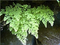 ff18cc30-adiantum raddianum_adiantaceae.jpg